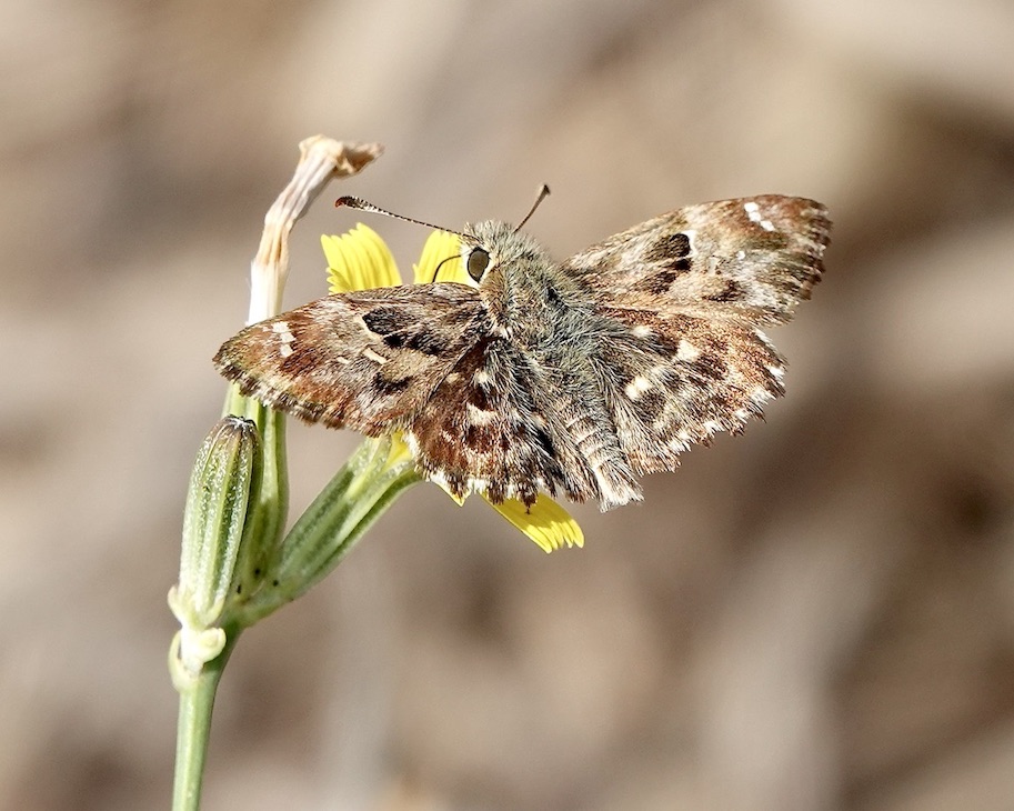 marbled skipper